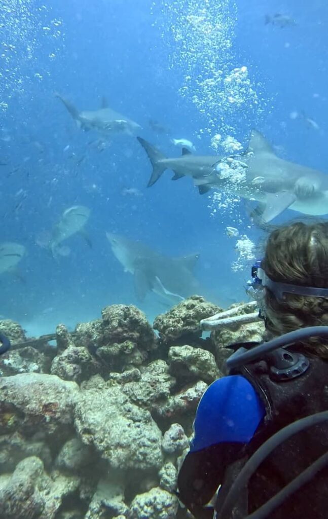 bull shark dive fiji