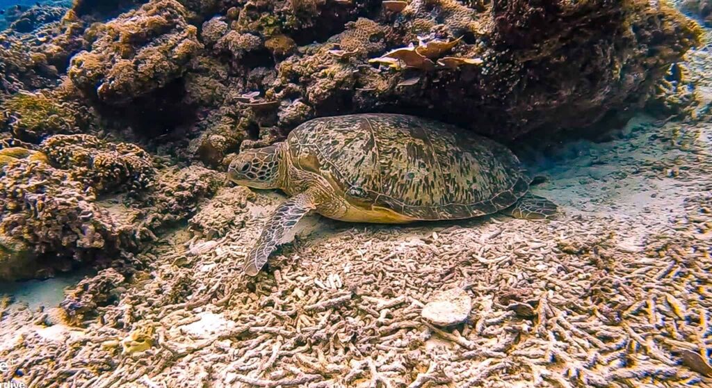 best time for diving in gili trawangan